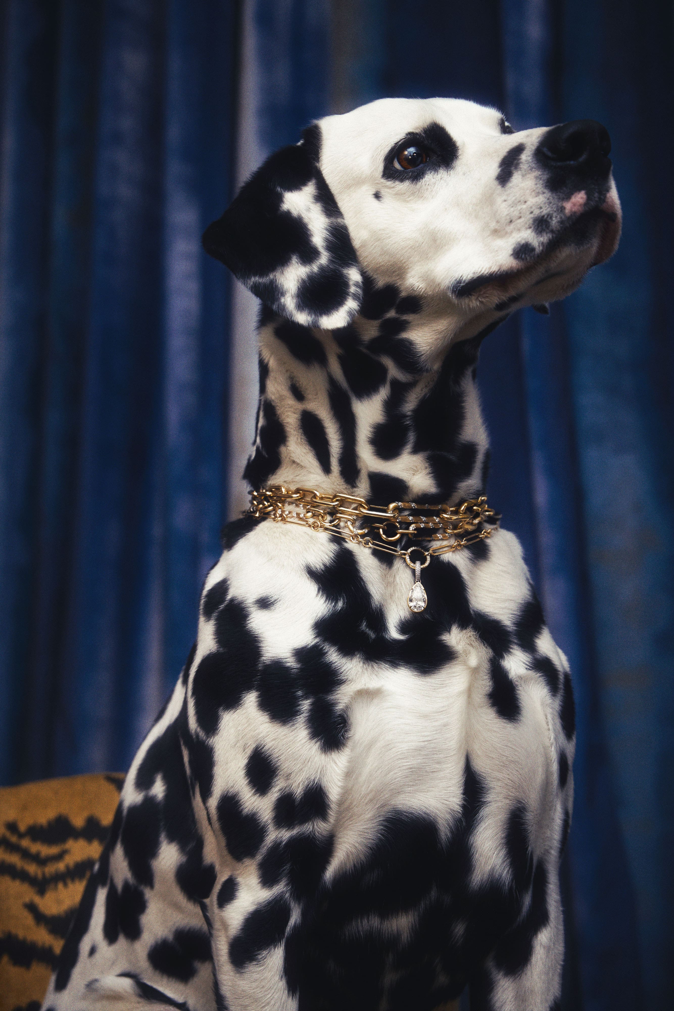 Dalmatian wearing a 14k yellow gold graduated link necklace with a satin diamond spiral and high-polish links.